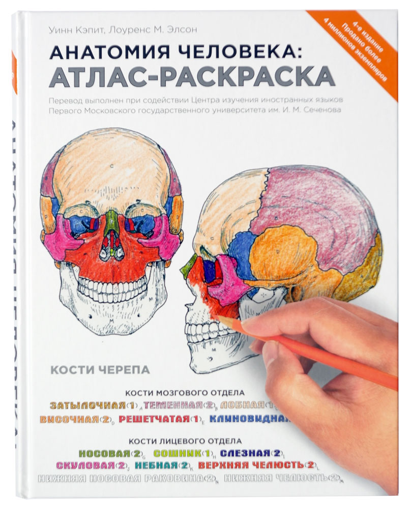 Анатомия человека: атлас-раскраска